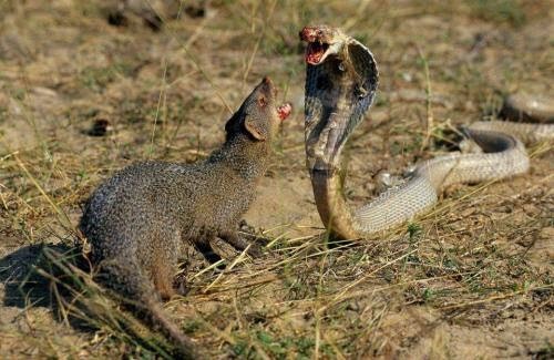 Một trong những trận chiến quen thuộc của loài rắn, cuộc chiến “đẫm máu” với cầy Mongoose, loài cầy này rất thích tấn công rắn. Rắn hổ mang phình mang, phun phì phì trước mặt đối thủ đầy nguy hiểm.